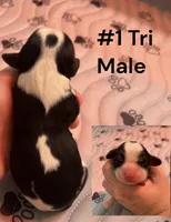 Queens Kiss, a male Cavalier King Charles Spaniel for sale in Florence, MS – 2 of 4