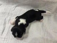 Chocolate Carrier black, a male Cavalier King Charles Spaniel for sale in Florence, MS – Photo 5 of 5