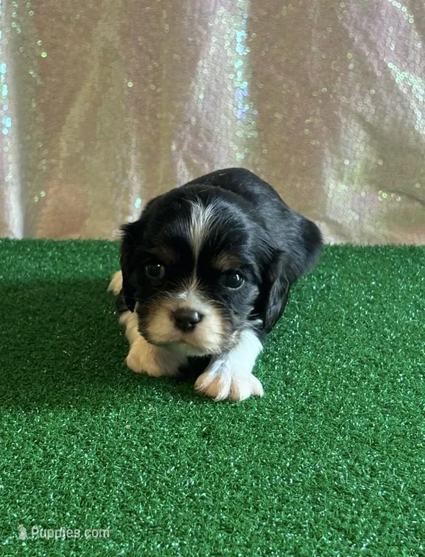 Chocolate Carrier black – Cavalier King Charles Spaniel puppy on hold in Florence, MS