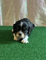 Chocolate Carrier black, a male Cavalier King Charles Spaniel for sale in Florence, MS – 1 of 6