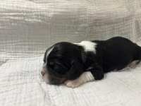 Chocolate Carrier black, a male Cavalier King Charles Spaniel for sale in Florence, MS – Photo 4 of 5