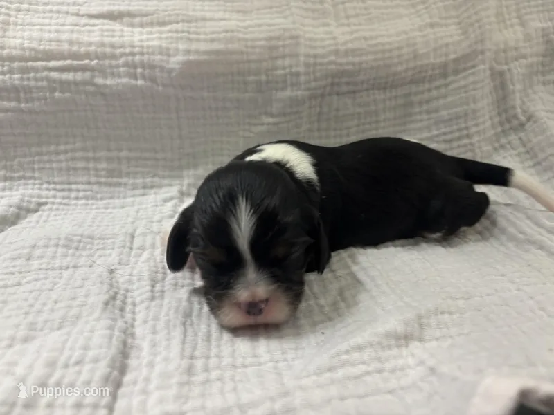 Chocolate Carrier black – Cavalier King Charles Spaniel puppy for sale in Florence, MS