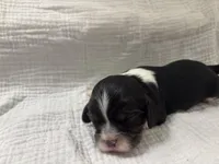 Chocolate Carrier black, a male Cavalier King Charles Spaniel for sale in Florence, MS – Photo 3 of 5