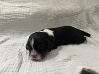 Chocolate Carrier black, a male Cavalier King Charles Spaniel for sale in Florence, MS – Photo 2 of 5