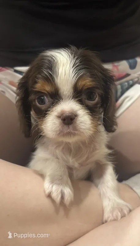 Chocolate RARE – Cavalier King Charles Spaniel puppy on hold in Florence, MS