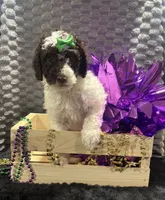 *MOYEN* CHOCOLATE PARTI, a male Poodle - Miniature  for sale in Florence, MS – Photo 3 of 10