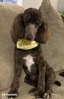 *MOYEN* CHOCOLATE PARTI, a male Poodle - Miniature  for sale in Florence, MS – Photo 9 of 10