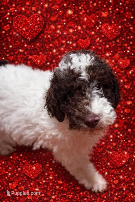 *MOYEN* CHOCOLATE PARTI