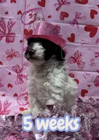 *MOYEN* CHOCOLATE PARTI, a male Poodle - Miniature  for sale in Florence, MS – Photo 4 of 10