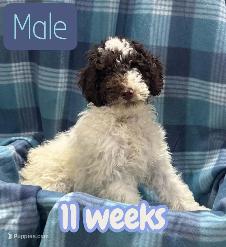 *MOYEN* CHOCOLATE PARTI