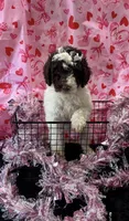 *MOYEN* CHOCOLATE PARTI, a male Poodle - Miniature  for sale in Florence, MS – Photo 2 of 10