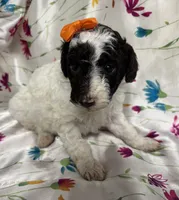 *MOYEN* CHOCOLATE PARTI, a male Poodle - Miniature  for sale in Florence, MS – Photo 5 of 10