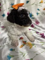 *MOYEN* CHOCOLATE PARTI, a male Poodle - Miniature  for sale in Florence, MS – Photo 6 of 10