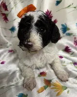 *MOYEN* CHOCOLATE PARTI, a male Poodle - Miniature  for sale in Florence, MS – Photo 7 of 10