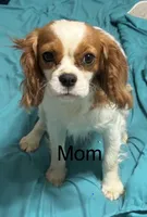  Tri Male, a male Cavalier King Charles Spaniel for sale in Florence, MS – 3 of 3