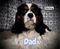 Queens Kiss, a male Cavalier King Charles Spaniel for sale in Florence, MS – 4 of 4