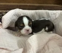 Chocolate RARE, a male Cavalier King Charles Spaniel for sale in Florence, MS – Photo 2 of 10