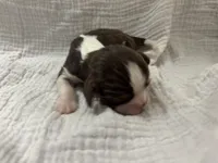 Chocolate RARE, a male Cavalier King Charles Spaniel for sale in Florence, MS – Photo 2 of 6