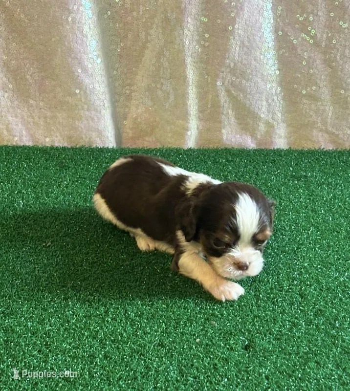 Chocolate RARE – Cavalier King Charles Spaniel puppy for sale in Florence, MS