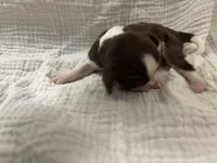 Chocolate RARE, a male Cavalier King Charles Spaniel for sale in Florence, MS – Photo 5 of 6