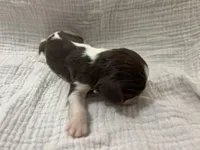 Chocolate RARE, a male Cavalier King Charles Spaniel for sale in Florence, MS – Photo 3 of 6