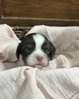 Chocolate RARE, a male Cavalier King Charles Spaniel for sale in Florence, MS – Photo 6 of 10