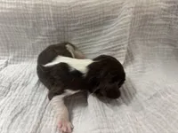 Chocolate RARE, a male Cavalier King Charles Spaniel for sale in Florence, MS – Photo 4 of 6