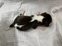 Chocolate RARE, a male Cavalier King Charles Spaniel for sale in Florence, MS – Photo 6 of 6