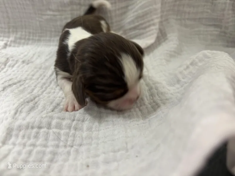 Chocolate RARE – Cavalier King Charles Spaniel puppy for sale in Florence, MS