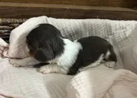 Chocolate RARE, a male Cavalier King Charles Spaniel for sale in Florence, MS – Photo 4 of 10