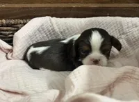 Chocolate RARE, a male Cavalier King Charles Spaniel for sale in Florence, MS – Photo 3 of 10