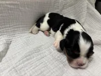 Chocolate carrier Female *reserved*, a female Cavalier King Charles Spaniel for sale in Florence, MS – Photo 2 of 5