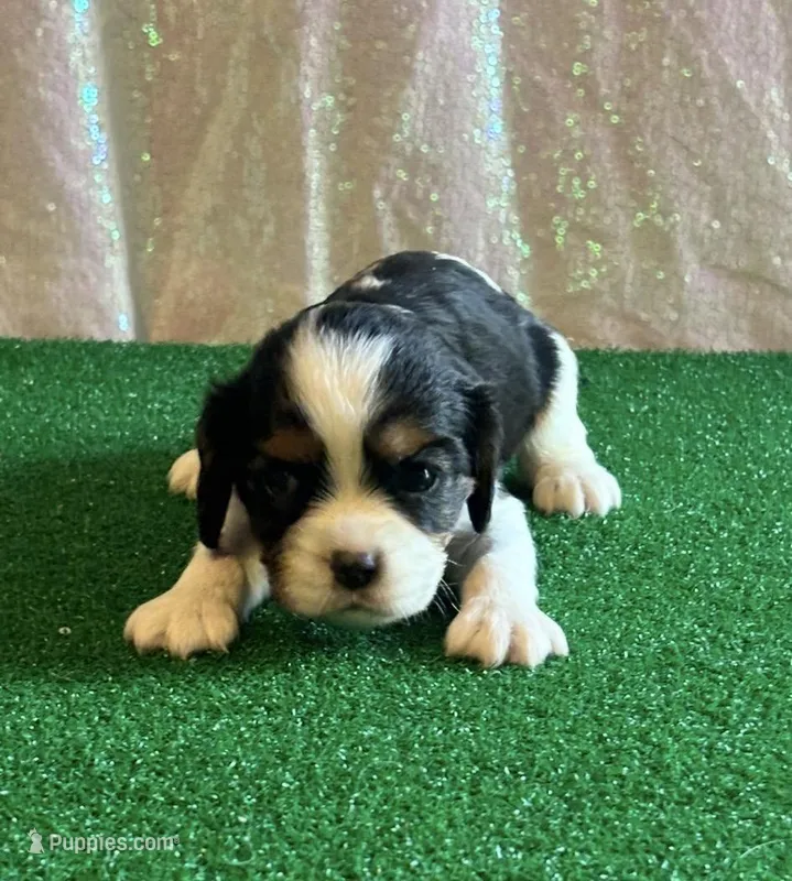 Chocolate carrier Female *reserved* – Cavalier King Charles Spaniel puppy on hold in Florence, MS