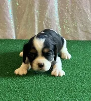 Chocolate carrier Female *reserved*, a female Cavalier King Charles Spaniel for sale in Florence, MS – 1 of 6