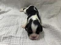 Chocolate carrier Female *reserved*, a female Cavalier King Charles Spaniel for sale in Florence, MS – Photo 4 of 5