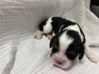 Chocolate carrier Female *reserved*, a female Cavalier King Charles Spaniel for sale in Florence, MS – Photo 1 of 5