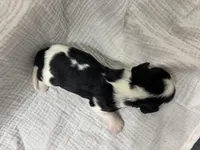 Chocolate carrier Female *reserved*, a female Cavalier King Charles Spaniel for sale in Florence, MS – Photo 5 of 5