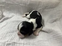 Chocolate carrier Female *reserved*, a female Cavalier King Charles Spaniel for sale in Florence, MS – Photo 3 of 5