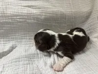 Chocolate RARE *Reserved*, a male Cavalier King Charles Spaniel for sale in Florence, MS – Photo 5 of 7