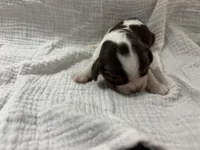 Chocolate RARE *Reserved*, a male Cavalier King Charles Spaniel for sale in Florence, MS – Photo 4 of 7