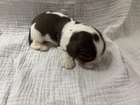 Chocolate RARE *Reserved*, a male Cavalier King Charles Spaniel for sale in Florence, MS – Photo 6 of 7