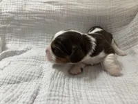 Chocolate RARE *Reserved*, a male Cavalier King Charles Spaniel for sale in Florence, MS – Photo 2 of 7