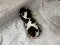 Chocolate RARE *Reserved*, a male Cavalier King Charles Spaniel for sale in Florence, MS – Photo 7 of 7