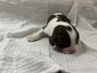 Chocolate RARE *Reserved*, a male Cavalier King Charles Spaniel for sale in Florence, MS – Photo 3 of 7