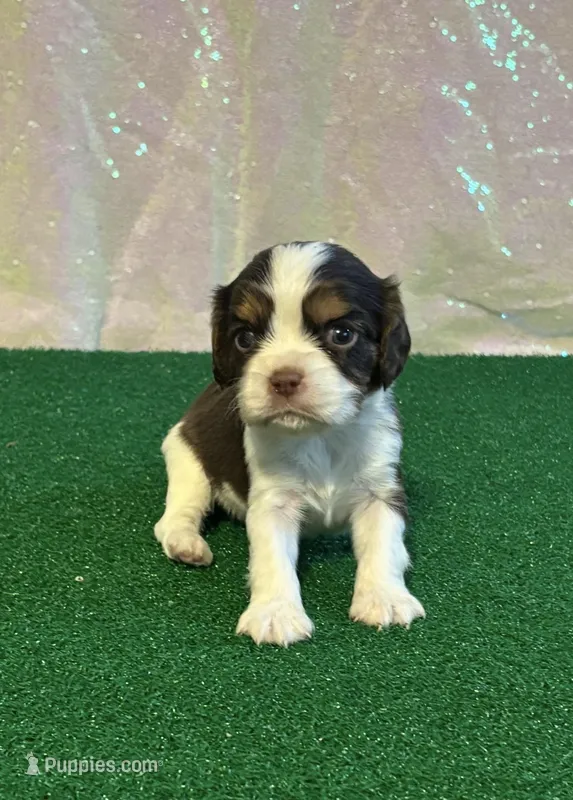Chocolate RARE *Reserved* – Cavalier King Charles Spaniel puppy on hold in Florence, MS