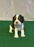 Chocolate RARE *Reserved*, a male Cavalier King Charles Spaniel for sale in Florence, MS – 1 of 8