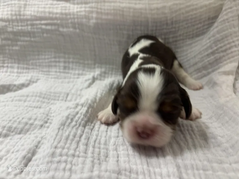 Chocolate RARE *Reserved* – Cavalier King Charles Spaniel puppy on hold in Florence, MS