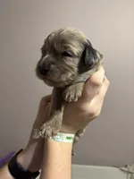 Merle Male, a male Cavapoo for sale in Florence, MS – 8 of 9