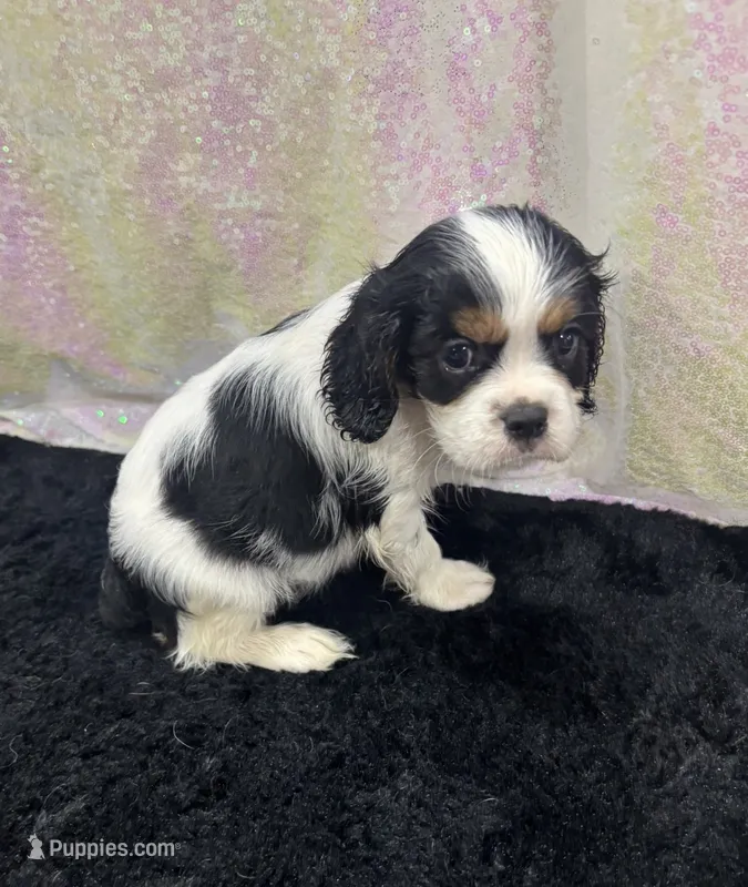 Chocolate carrier white – Cavalier King Charles Spaniel puppy for sale in Florence, MS