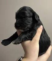 Female , a female Cavapoo for sale in Florence, MS – 5 of 7